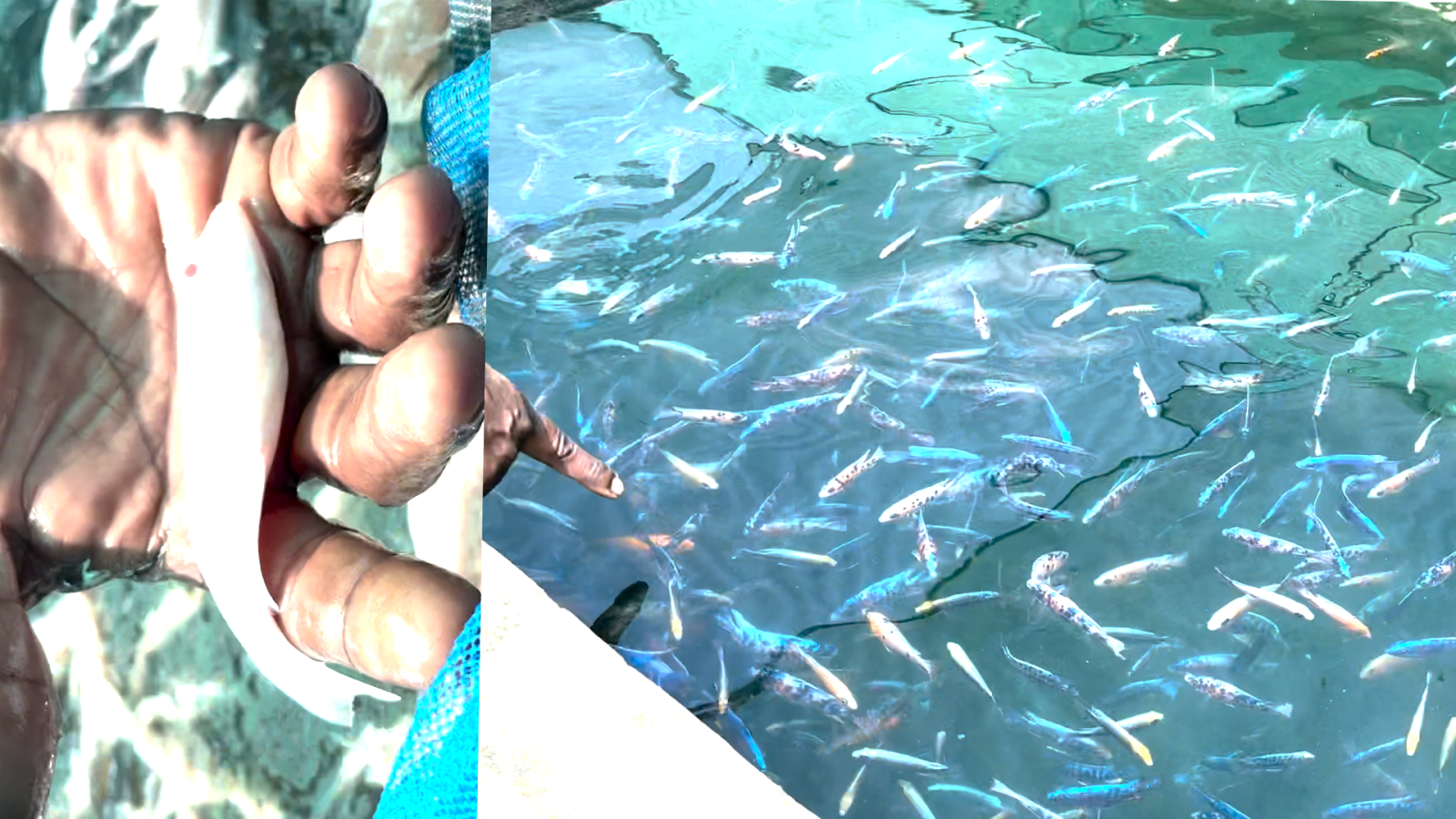 மீன் பண்ணையில் புது முயற்சி... அலங்கார மீன் வளர்த்து அசத்தும் விவசாயி... | Thoothukudi News (தூத்துக்குடி செய்திகள்) - News18 தமிழ்