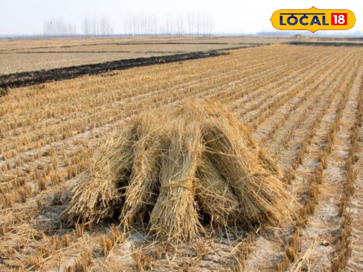 நெல் வைக்கோலில் இருந்து சாலை... CSIR உருவாக்கிய புதிய தொழில்நுட்பம்...