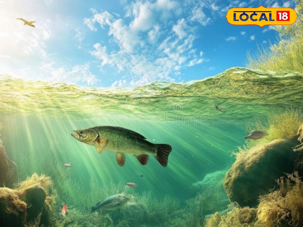 Freshwater fish Vs Saltwater fish... எந்த மீன் டேஸ்ட்ல பெஸ்ட் தெரியுமா..? | உணவு போட்டோகேலரி - News18 தமிழ்