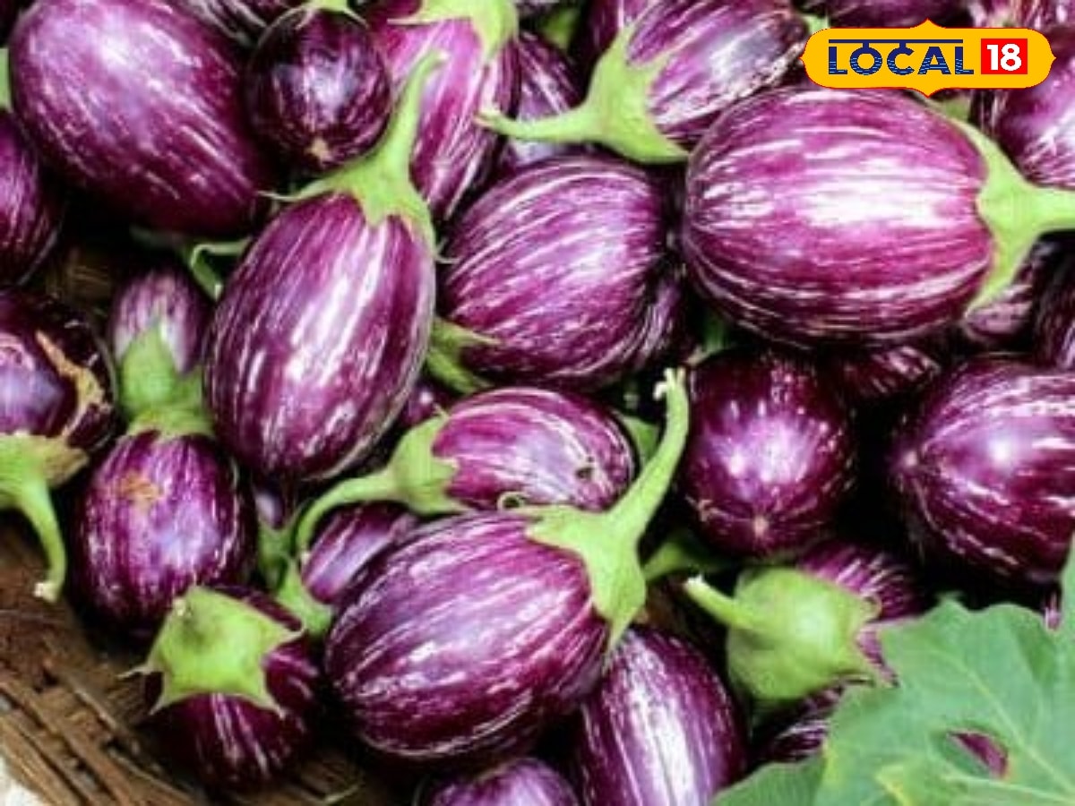 பிரியாணி தால்சாவுக்கு இதுதான் பெஸ்ட் கத்திரிக்காய்… எங்கு விளையுது தெரியுமா? | உணவு போட்டோகேலரி - News18 தமிழ்