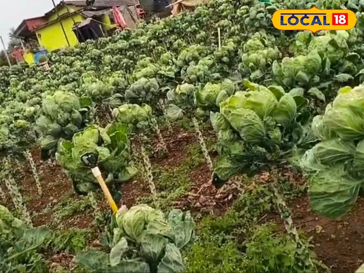 எலுமிச்சை பழம் சைஸில் முட்டைக்கோஸ்... ஆச்சரியமும் ஆரோக்கியமும் நிறைந்த காய்கறி... | Agriculture Stories Photogallery (வேளாண்மை போட்டோகேலரி) - News18 தமிழ்