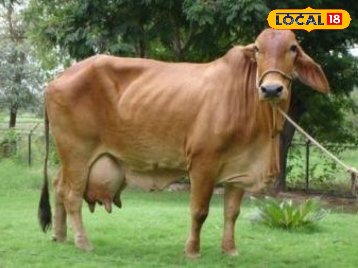 பால் பண்ணை தொழிலில் லாபம் கொட்டணுமா... அதிக பால் தரும் சிறந்த ரக மாடுகள் இது தான்... | Agriculture Stories Photogallery (வேளாண்மை போட்டோகேலரி) - News18 தமிழ்