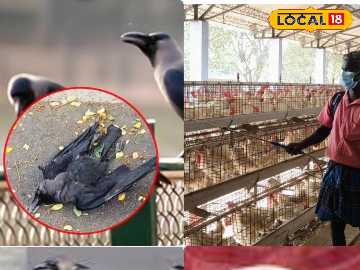 பறவைக் காய்ச்சல் அபாயம்... நாமக்கல் கோழிப்பண்ணைகளில் தீவிர நடவடிக்கை... | நாமக்கல் செய்தி (Namakkal News) - News18 தமிழ்