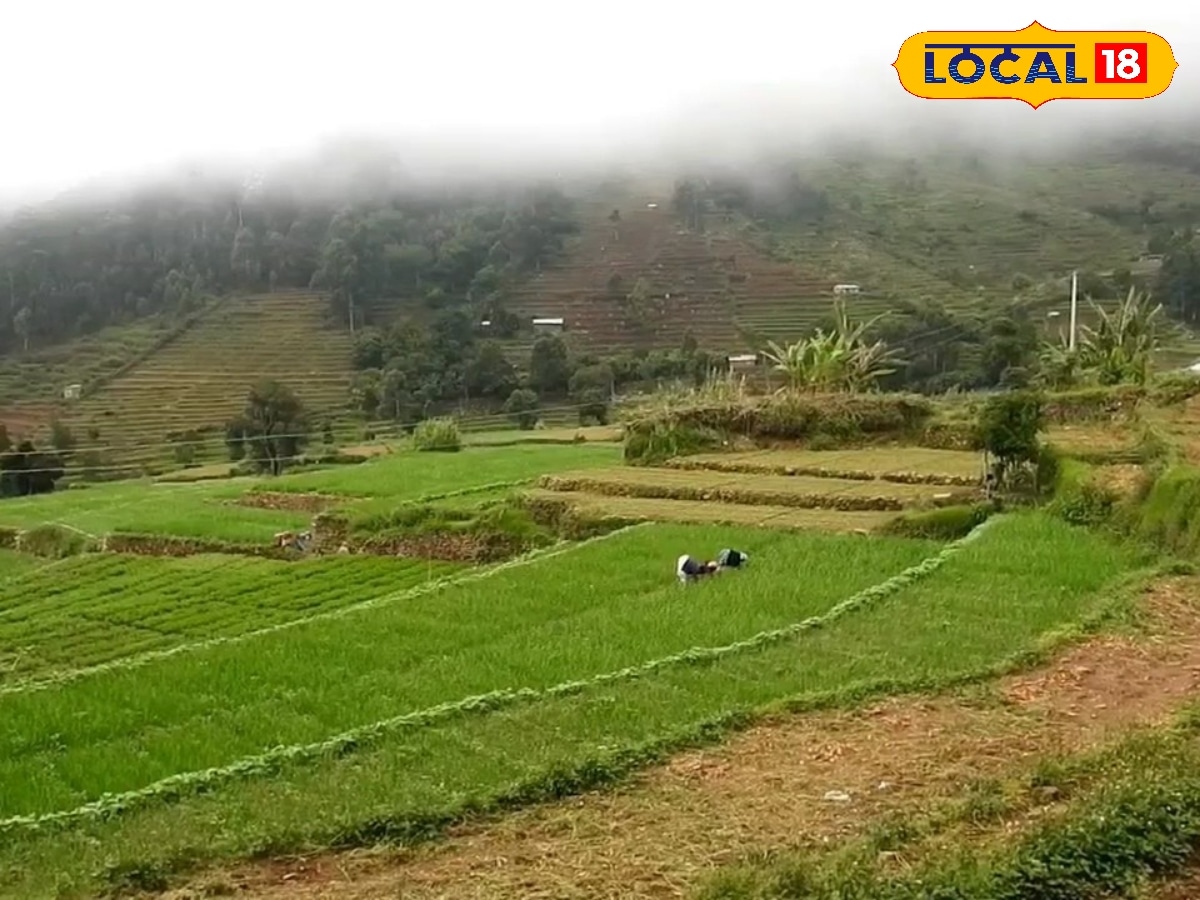 90 நாள் உழைப்பு வீண்... 20 ரூபாய்க்கு சரிந்த உருளைக்கிழங்கு விலை - கவலையில் விவசாயிகள் ... | Agriculture News (விவசாய செய்திகள்) - News18 தமிழ்