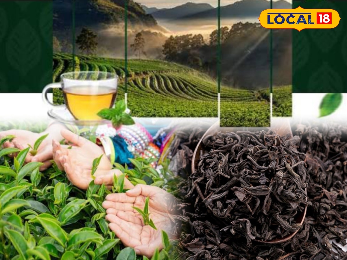 1 கிலோ டீ தூள் 1 லட்சம் ரூபாயா... நீலகிரியில் இவ்ளோ மவுசான தேயிலை எது தெரியுமா..? | Nilgiris Photogallery (நீலகிரி போட்டோகேலரி) - News18 தமிழ்