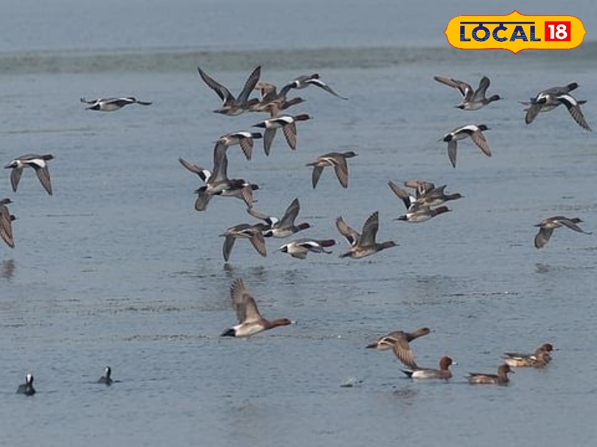 Tamiravaruni Waterbird Census 2026 Highlights the Vital Role of Irrigation Tanks san-gwi | Tirunelveli Photogallery (திருநெல்வேலி போட்டோகேலரி) - News18 தமிழ்
