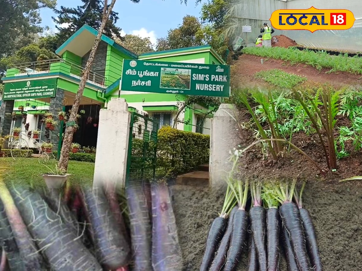 நார்சத்தும் அதிகம்... நோய் எதிர்ப்பு சக்தியும் அதிகம்... வியக்க வைக்கும் கருப்பு கேரட்... | Agriculture News (விவசாய செய்திகள்) - News18 தமிழ்