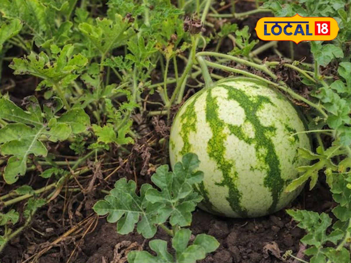 தாய்வான் ‘சுப்ரீத்’ விதை மாயம்... வேப்பனஹள்ளியில் 15 கிலோ தர்பூசணி அமோக விளைச்சல்... | Agriculture News (விவசாய செய்திகள்) - News18 தமிழ்