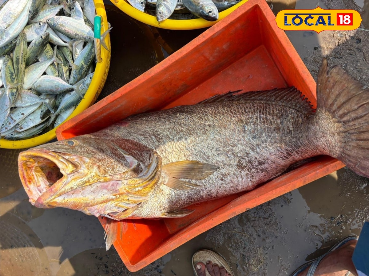 ஒரு மீன் ஒரு லட்சம்.. பாம்பன் மீனவருக்கு அதிர்ஷ்டத்தை அள்ளி கொடுத்த கூறல் மீன்..! | Ramanathapuram Photogallery (ராமநாதபுரம் போட்டோகேலரி) - News18 தமிழ்