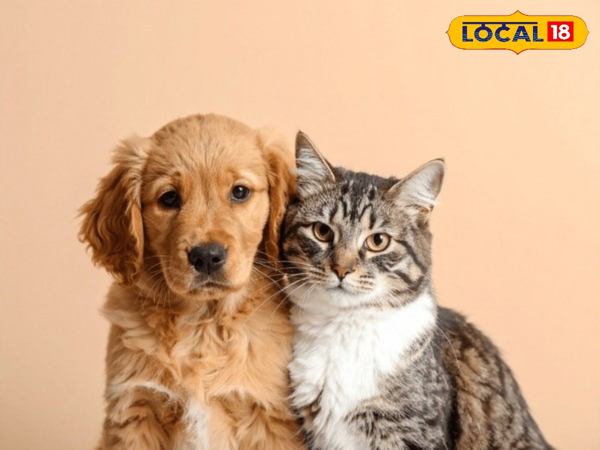 அரசு கால்நடைத்துறை சார்பில்  நாய், பூனை கண்காட்சி... செல்பி எடுத்து மகிழ்ந்த பொதுமக்கள் ! | புதுச்சேரி செய்தி (Puducherry News) - News18 தமிழ்