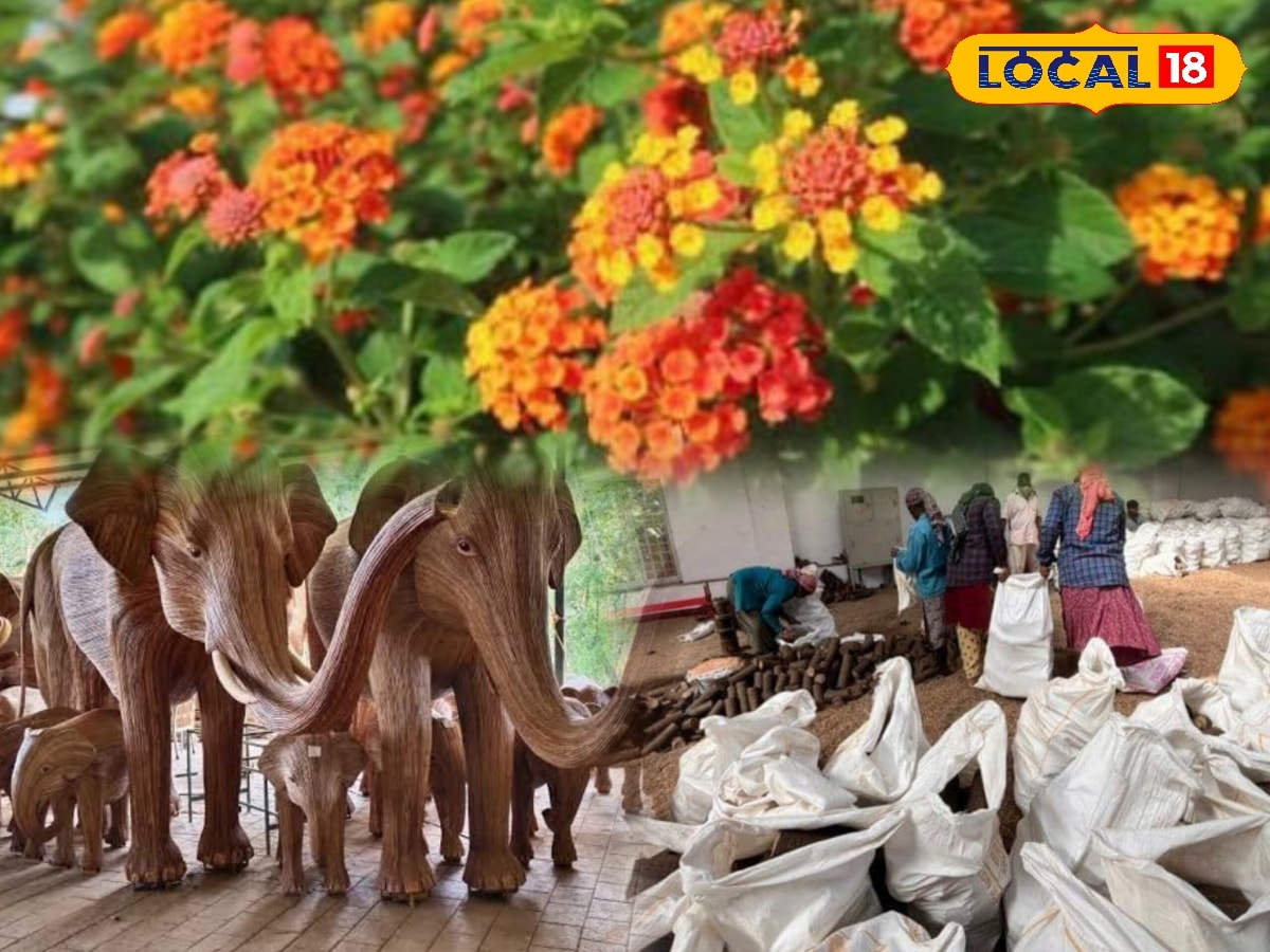 வனச்சூழலைக் கெடுக்கும் அந்நிய தாவரம்... புதுவகை எரிபொருளாக மாற்றம் பெறும் களைச்செடி... | Nilgiris Photogallery (நீலகிரி போட்டோகேலரி) - News18 தமிழ்