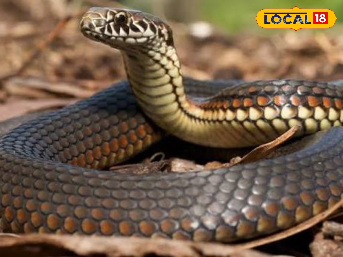 ராஸ்டல் பாம்புகளுக்கு வாலில் விஷமா... பாம்பு குறித்த  கட்டுக்கதைகளின் விளக்கம் இதோ ! | தமிழ்நாடு போட்டோகேலரி - News18 தமிழ்