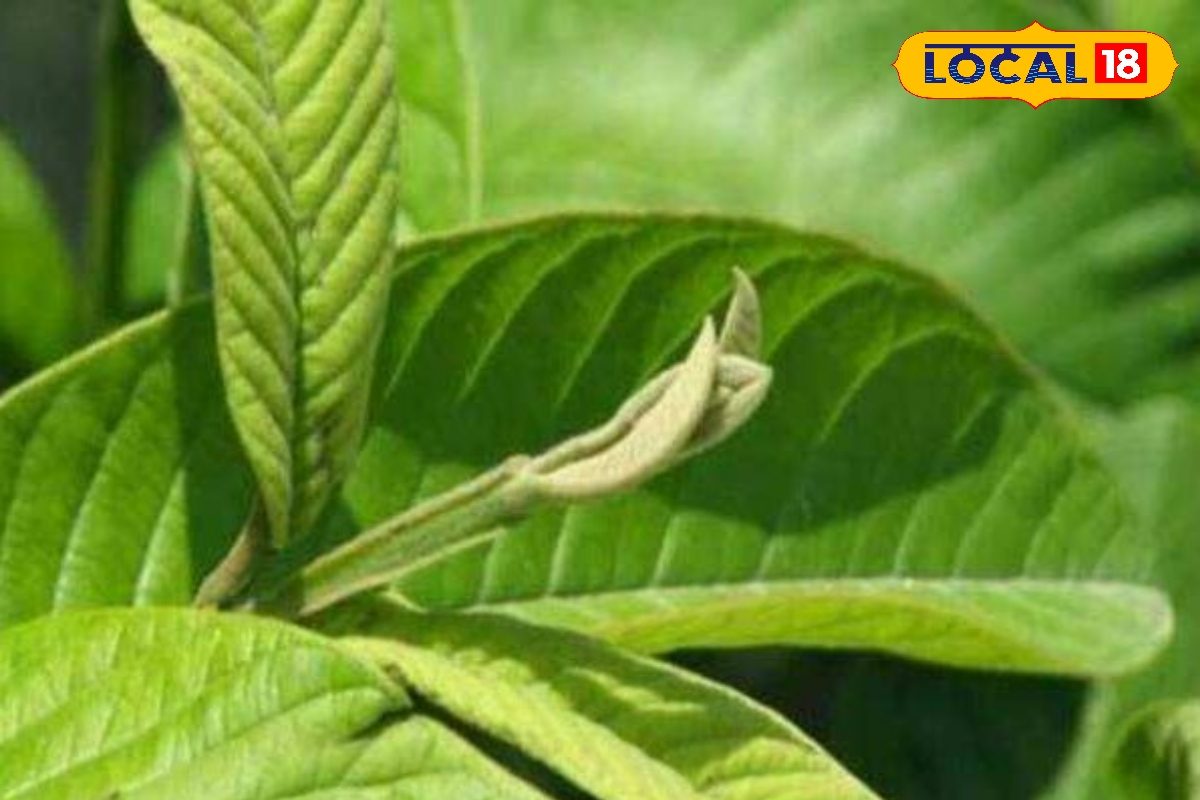 கொய்யா இலை முதல் குப்பைமேனி வரை – உடல் நலத்திற்கு இயற்கை தீர்வுகள்...