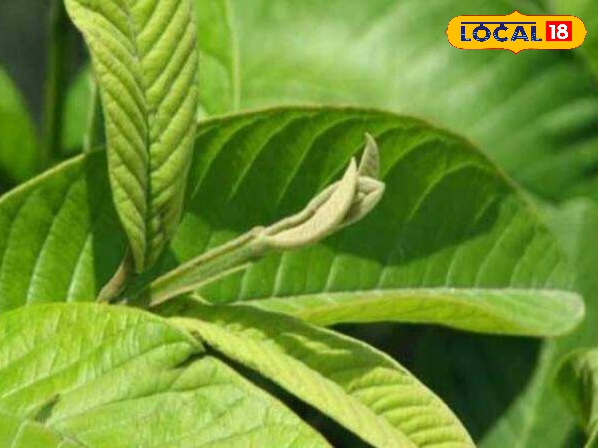 கொய்யா இலை முதல் குப்பைமேனி வரை – உடல் நலத்திற்கு இயற்கை தீர்வுகள்... | தமிழ்நாடு போட்டோகேலரி - News18 தமிழ்