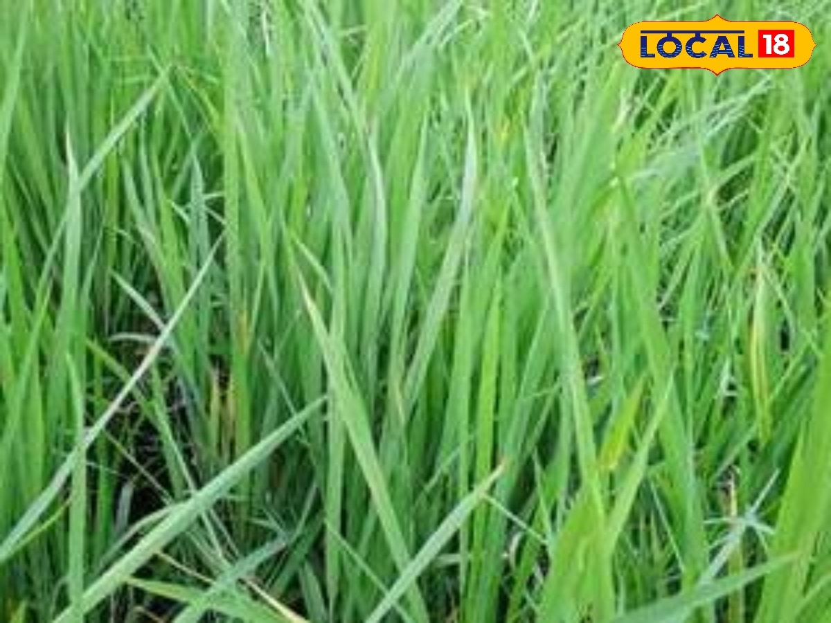 இயற்கை உரம் குறித்து விவசாயிகளுக்கு சிறப்பு பயிற்சி ! | புதுச்சேரி செய்தி (Puducherry News) - News18 தமிழ்