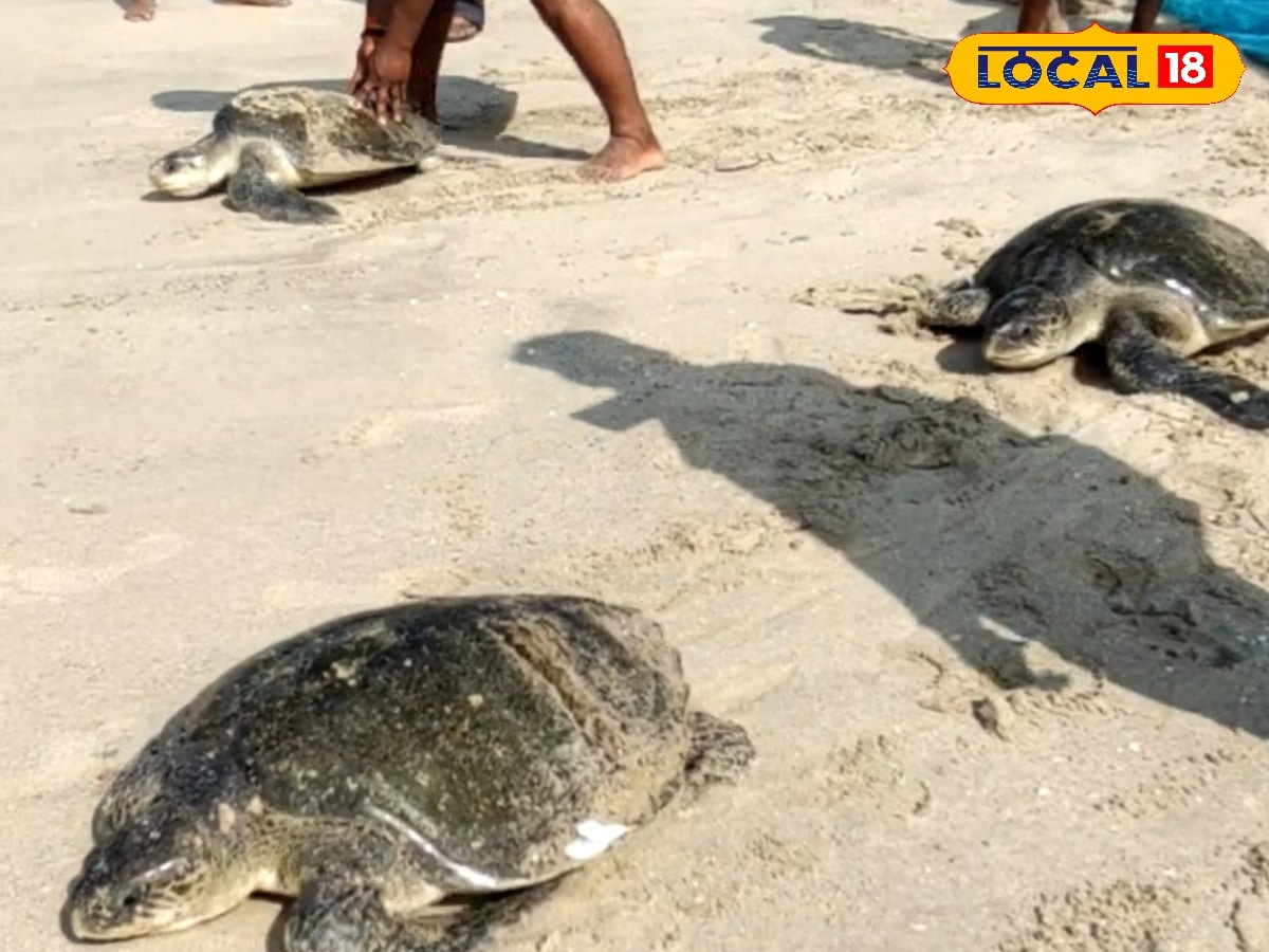 கரைவலை வலையில் சிக்கிய 4 ஆமைகள்.. மீண்டும் கடலில் விட்ட மீனவர்களுக்கு குவியும் பாராட்டு ! | தமிழ்நாடு போட்டோகேலரி - News18 தமிழ்