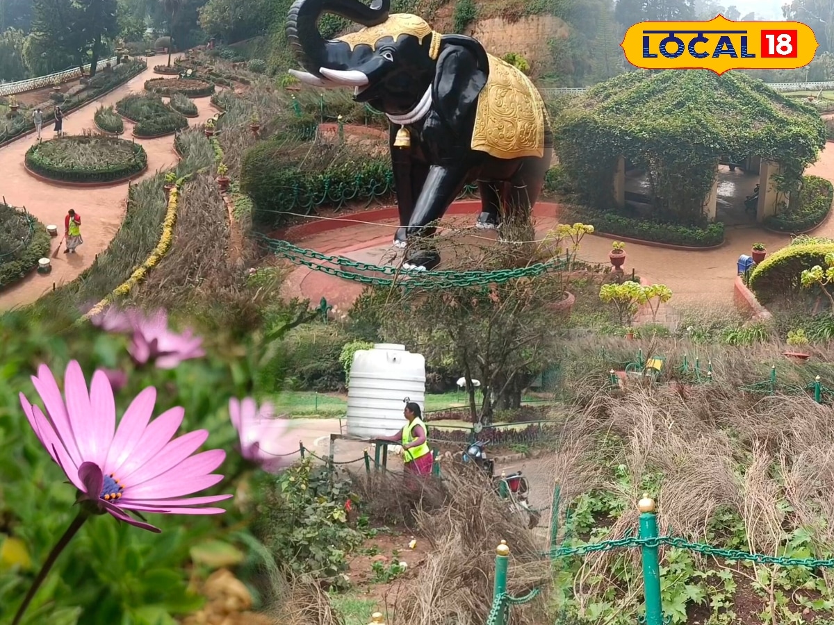 250 வகைகளில் 10 லட்சம் செடிகள்... மலர் கண்காட்சிக்கு ரெடியாகும் ஊட்டி தாவரவியல் பூங்கா... | Nilgiris News (நீலகிரி செய்திகள்) - News18 தமிழ்