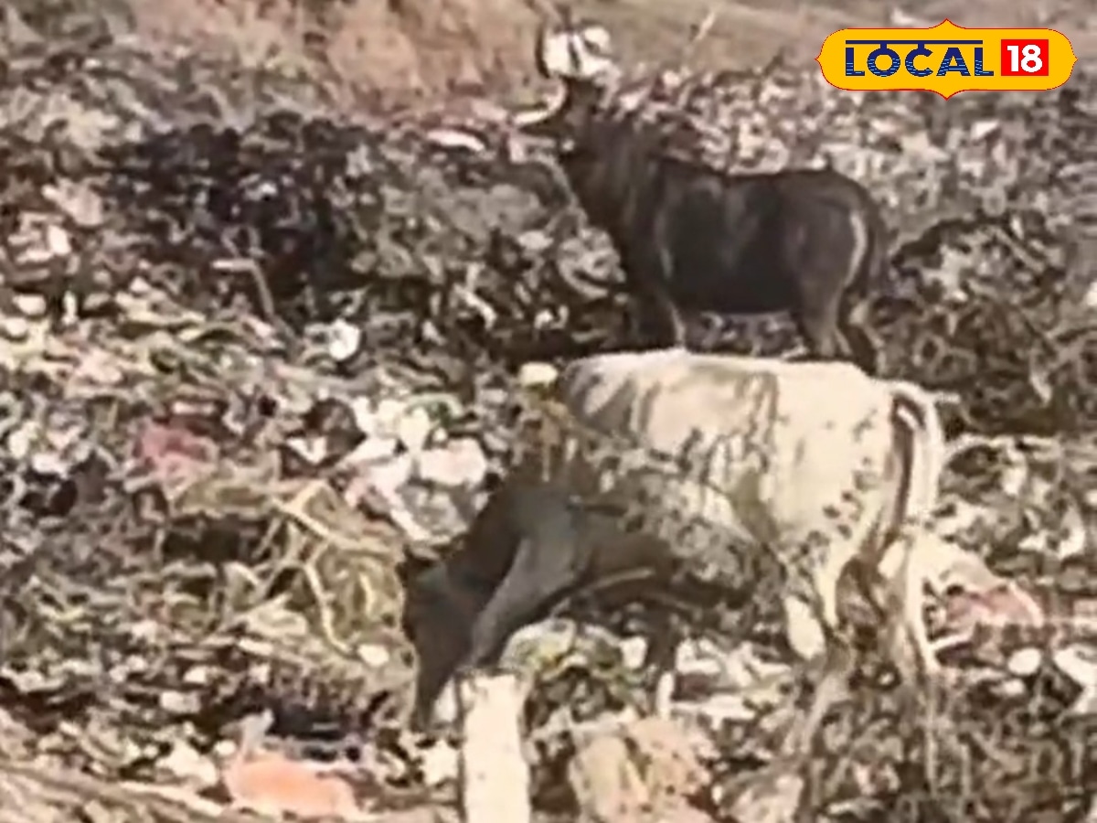 சேரன்மகாதேவி காட்டில் மலைபோல் குப்பை – மிளா, மாடுகள் பிளாஸ்டிக் தின்னும் அவலம் | தமிழ்நாடு போட்டோகேலரி - News18 தமிழ்