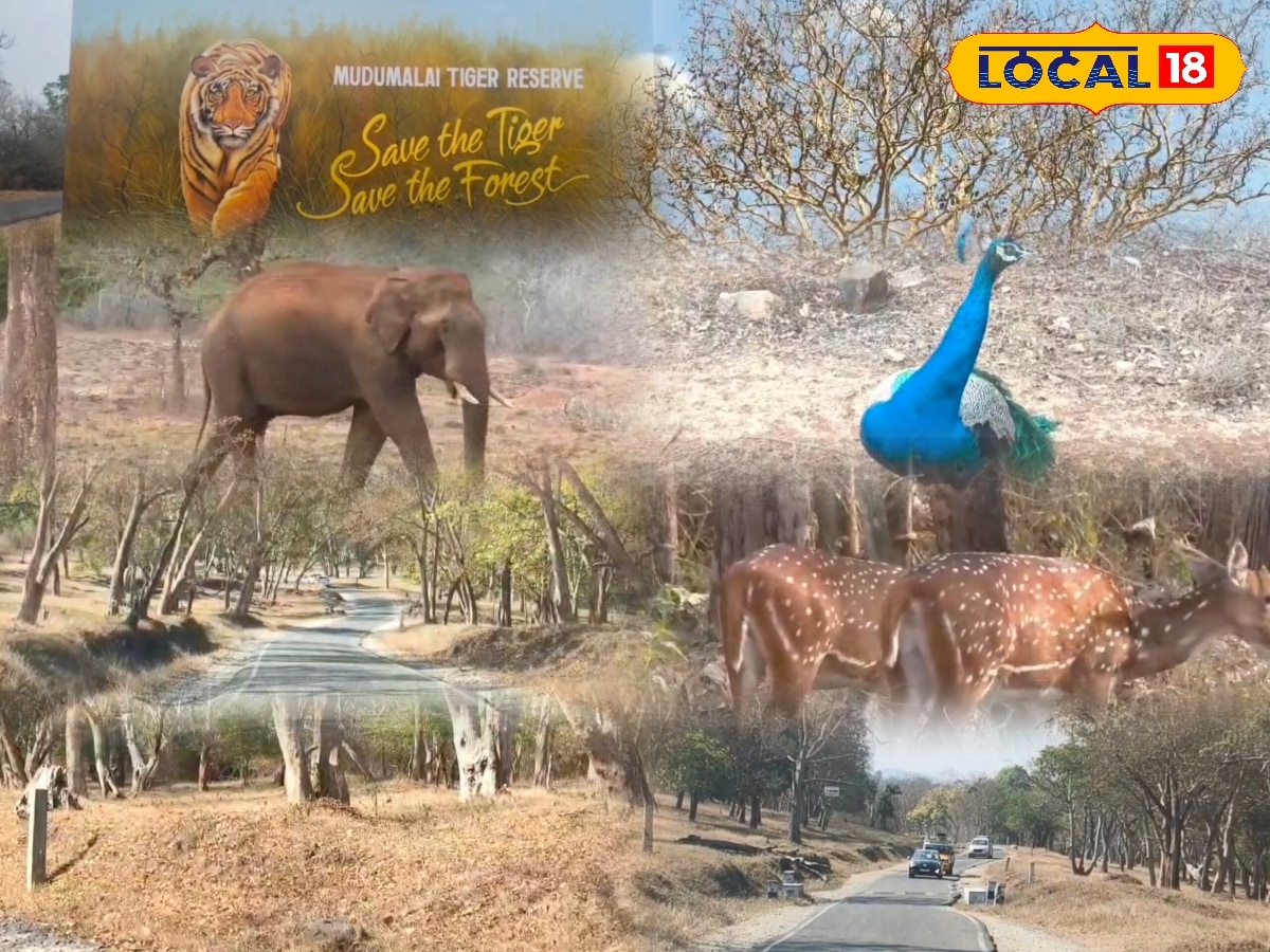 வறட்சியால் வாடும் வனவிலங்குகள்... நீலகிரி வனப்பகுதியில் குடிநீர் பற்றாக்குறை அபாயம்... | Nilgiris News (நீலகிரி செய்திகள்) - News18 தமிழ்