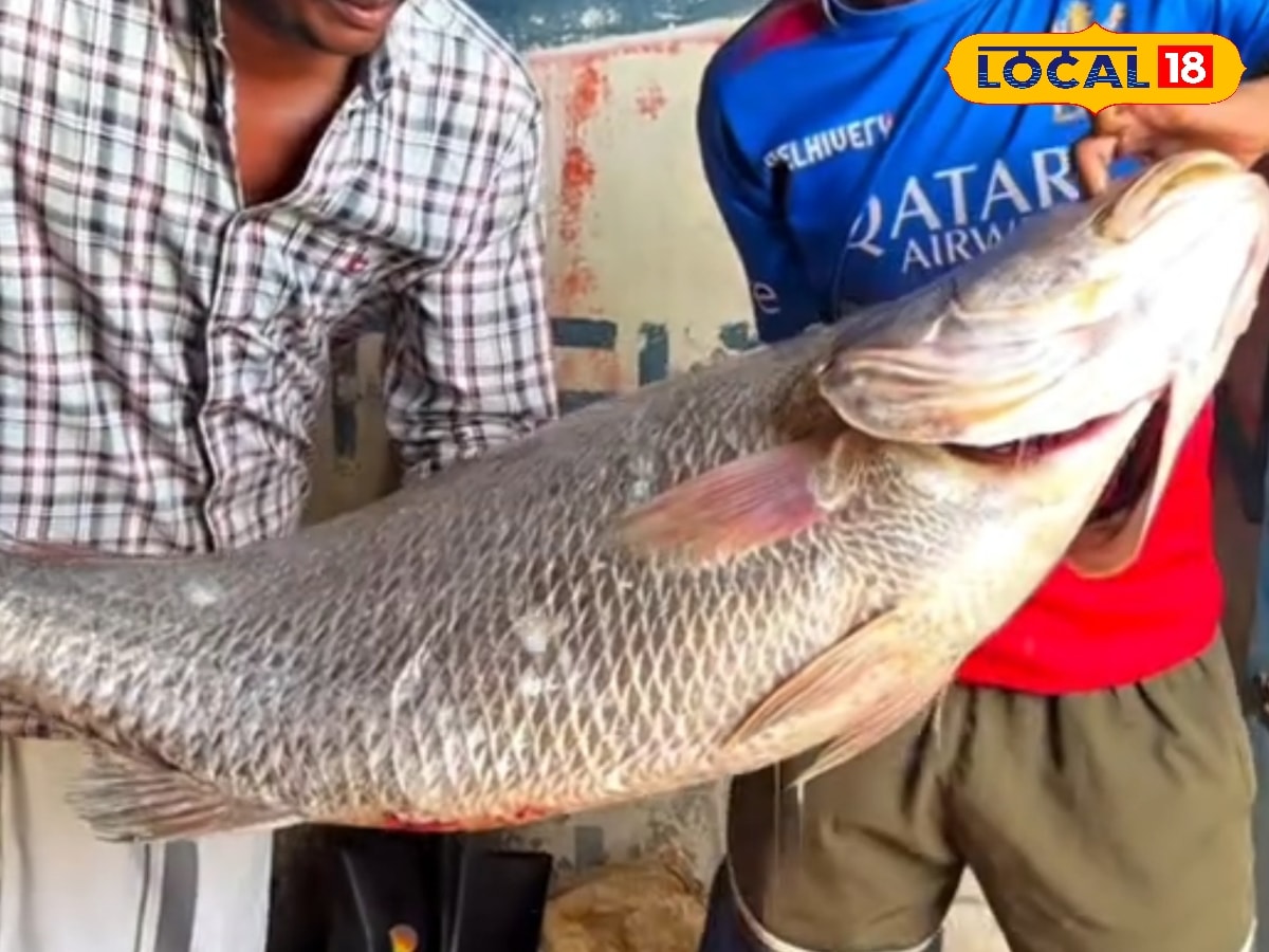 மீண்டும் அடித்த ஜாக்ப்பாட்... மீனவர்கள் வலையில் சிக்கிய கூறல் மீன்.. ரூ.1.50 லட்சத்திற்கு விற்பனை ! | தமிழ்நாடு போட்டோகேலரி - News18 தமிழ்