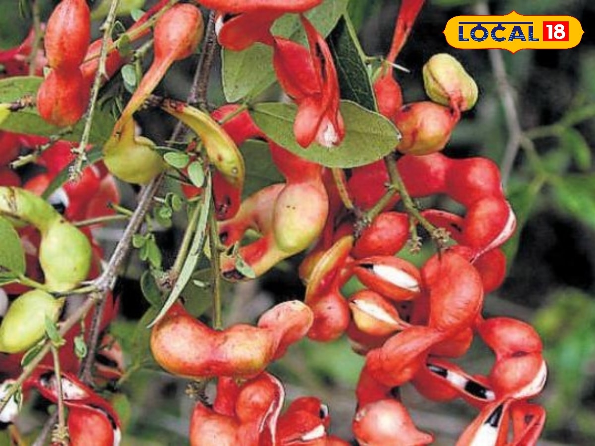 கோடைக்காலம் கொடுத்த புதையல்... தூத்துக்குடியில் ஆரம்பமானது கொடுக்காப்புளி சீஸன்... | Thoothukudi News (தூத்துக்குடி செய்திகள்) - News18 தமிழ்