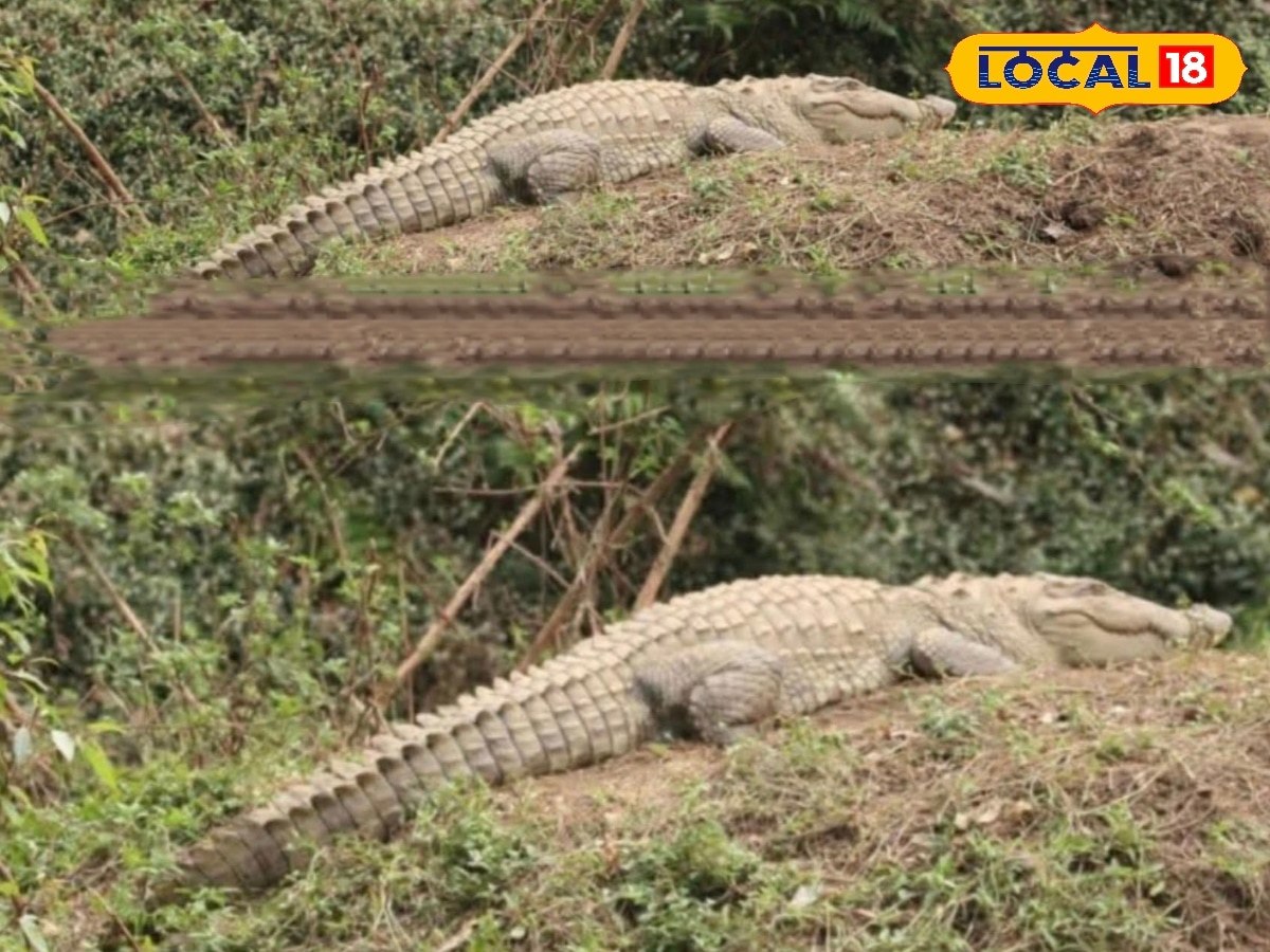 மாயாற்றில் முதலைகள் நடமாட்டம்... சுற்றுலா பயணிகளுக்கு வனத்துறை எச்சரிக்கை... | Nilgiris News (நீலகிரி செய்திகள்) - News18 தமிழ்