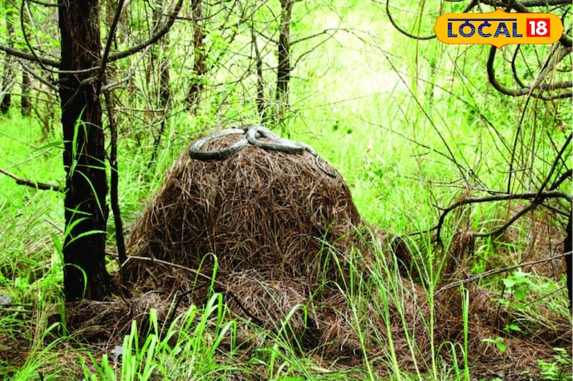 கிங் கோப்ரா உலகின் மிக நீளமான மற்றும் மிக விஷமுள்ள பாம்புகளில் ஒன்றாகும். பொதுவாக பாம்புகள் நிலத்தடி பள்ளங்களில் அல்லது இயற்கை ஓட்டைகளில் வாழ்கின்றன என்ற நம்பிக்கை உள்ளது. ஆனால் தென் இந்தியாவின் காடுகளில் ஒவ்வொரு ஆண்டும் ஏப்ரல் மாதத்தில் ஒரு அதிசயமான நிகழ்வு நடைபெறுகிறது. பெண் கிங் கோப்ரா, பறவைகளை போல தானாகவே கூடு கட்டும் ஒரே பாம்பு இனமாகும் என்று நிபுணர்கள் கூறுகின்றனர். இது மற்ற அனைத்து பாம்பு இனங்களிலும் அரிதான நடத்தை ஆகும். கிங் கோப்ரா சீரற்ற இடங்களில் கூடு கட்டாது. நல்ல நீர்வெளிப்பு கொண்ட இடங்களை தேர்வு செய்கிறது. கிங் கோப்ரா உலகின் மிக நீளமான மற்றும் மிக விஷமுள்ள பாம்புகளில் ஒன்றாகும். பொதுவாக பாம்புகள் நிலத்தடி பள்ளங்களில் அல்லது இயற்கை ஓட்டைகளில் வாழ்கின்றன என்ற நம்பிக்கை உள்ளது. ஆனால் தென் இந்தியாவின் காடுகளில் ஒவ்வொரு ஆண்டும் ஏப்ரல் மாதத்தில் ஒரு அதிசயமான நிகழ்வு நடைபெறுகிறது. பெண் கிங் கோப்ரா, பறவைகளை போல தானாகவே கூடு கட்டும் ஒரே பாம்பு இனமாகும் என்று நிபுணர்கள் கூறுகின்றனர். இது மற்ற அனைத்து பாம்பு இனங்களிலும் அரிதான நடத்தை ஆகும். கிங் கோப்ரா சீரற்ற இடங்களில் கூடு கட்டாது. நல்ல நீர்வெளிப்பு கொண்ட இடங்களை தேர்வு செய்கிறது.