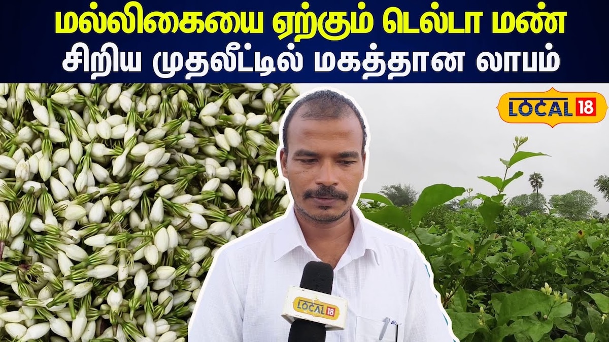 Jasmine Farming: மல்லிகையை ஏற்கும் டெல்டா மண்... சிறிய முதலீட்டில் மகத்தான லாபம் | Tamil Nadu Videos (தமிழ்நாடு வீடியோக்கள்) - News18 தமிழ்
