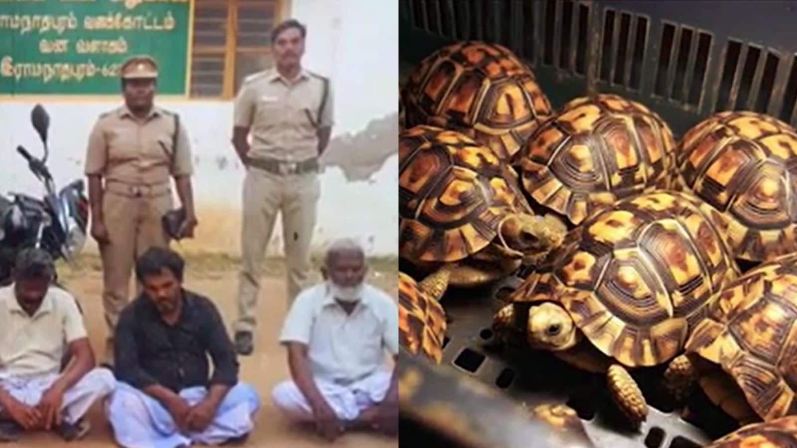 மூல நோய் சிகிச்சைக்கு மருந்தா...? நட்சத்திர ஆமைகள் கடத்திய கும்பல்... யூடியூப் பார்த்து ஆர்டர் கொடுத்தது யார்...? | தமிழ்நாடு செய்திகள் (Tamil Nadu News) - News18 தமிழ்