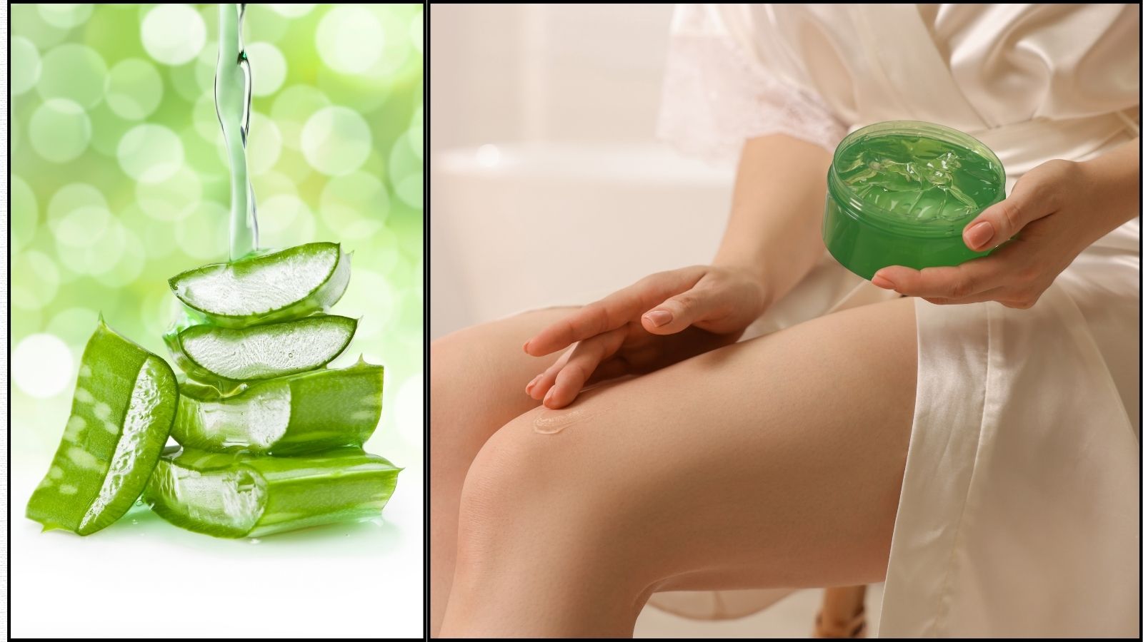 கரும்புள்ளிகள் முதல் பொடுகு பிரச்சனை வரை... எல்லாத்துக்கும் தீர்வாகும் ஒற்றைச் செடி! என்ன தெரியுமா? |  Aloe Vera | லைப்ஸ்டைல் போட்டோகேலரி - News18 தமிழ்