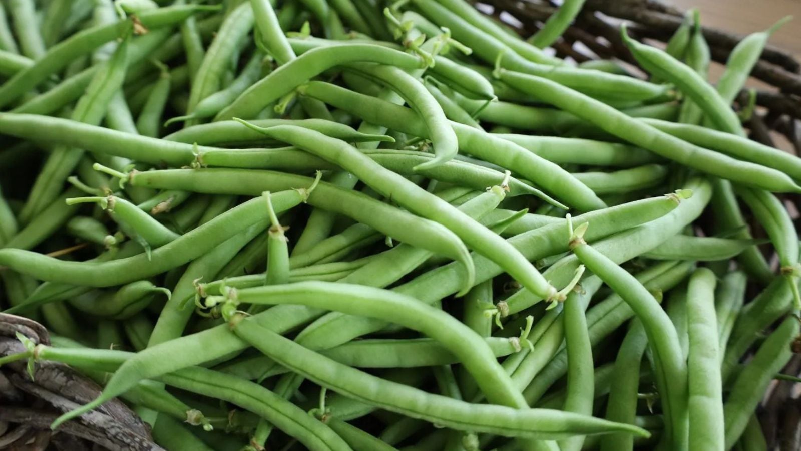 காராமணி முதல் மொச்சை வரை.. பீன்ஸ் வகைகளில் இத்தனை இருக்கா..? | லைப்ஸ்டைல் போட்டோகேலரி - News18 தமிழ்