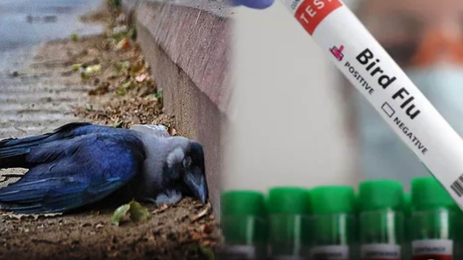 H5N1 | பறவை காய்ச்சலால் காகங்கள் திடீர் உயிரிழப்பு.. தமிழ்நாடு அரசுக்கு மத்திய அரசு முக்கிய அறிவுறுத்தல்! | தமிழ்நாடு செய்திகள் (Tamil Nadu News) - News18 தமிழ்