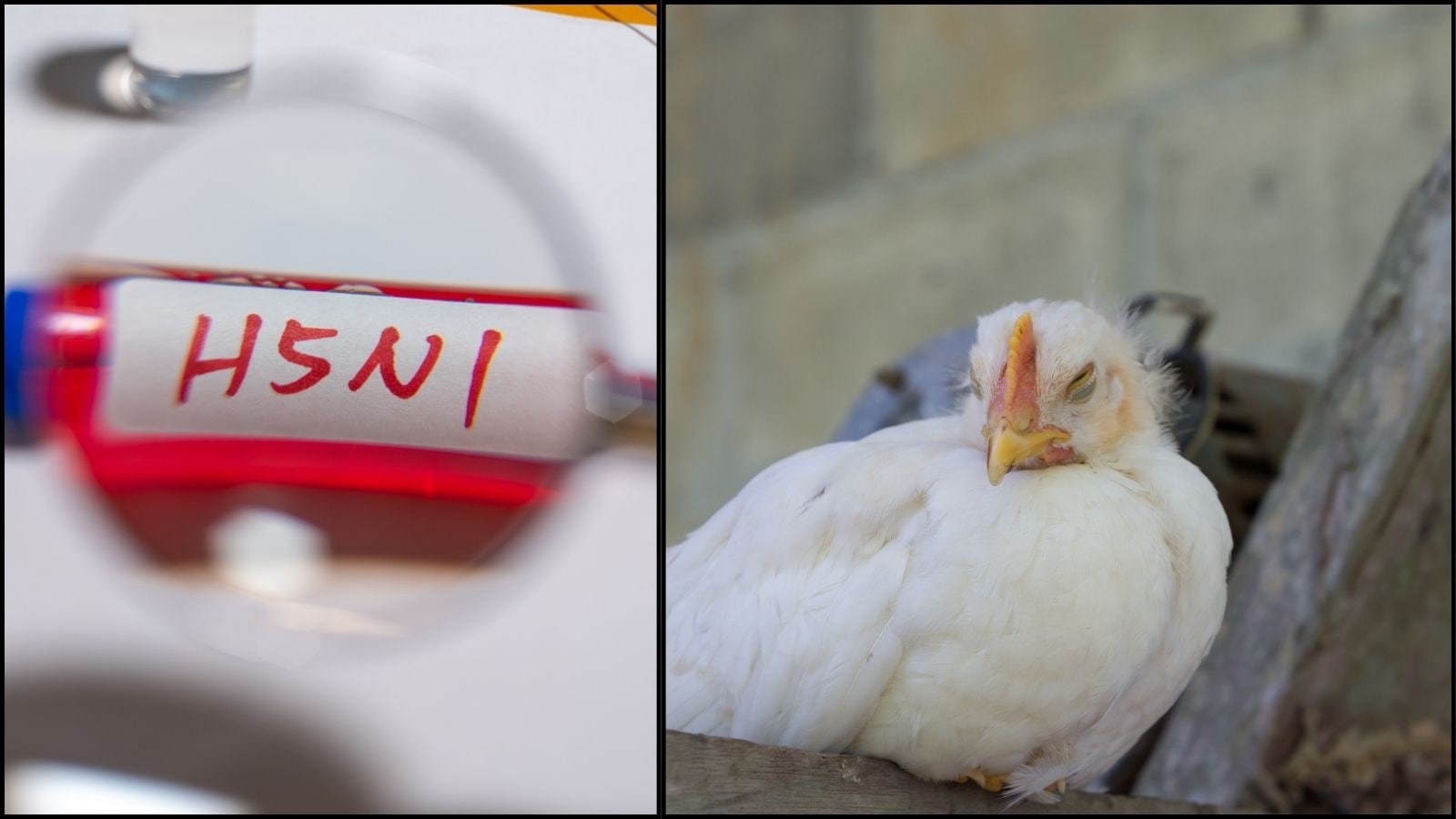 H5N1 | மனிதர்களுக்கு பறவைக் காய்ச்சல் பாதிப்பு ஏற்படுமா? அறிகுறிகள் என்னென்ன? மருத்துவர் விளக்கம்! | லைப்ஸ்டைல் போட்டோகேலரி - News18 தமிழ்