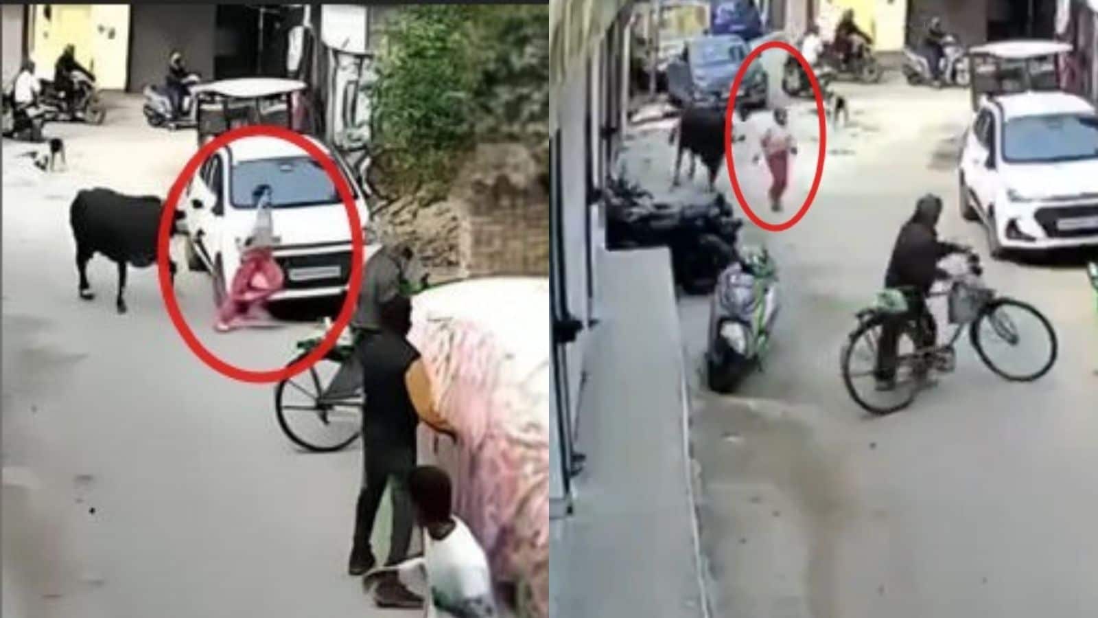 துரத்தி துரத்தி தாக்கிய காளை.. அதிர்ச்சியில் உறைந்த இளம்பெண்.. பகீர் சிசிடிவி காட்சிகள் வெளியாகி பரபரப்பு | India News (இந்தியா செய்திகள்) - News18 தமிழ்