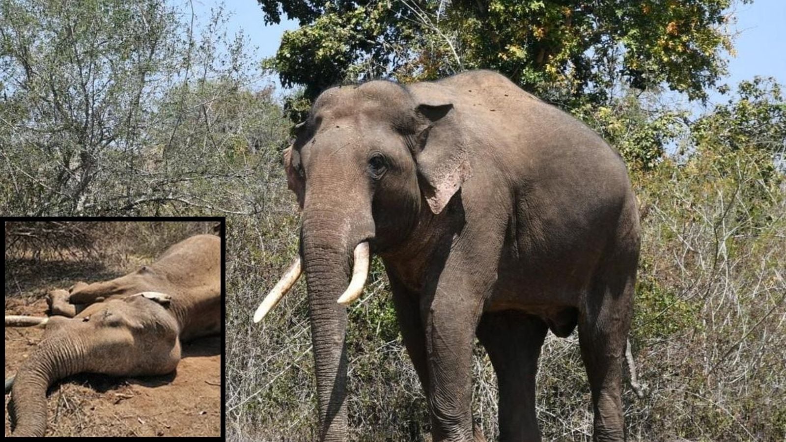 நீலகிரியின் “ரிவால்டோ யானை” உயிரிழப்பு... பொதுமக்கள் கவலை..! | தமிழ்நாடு செய்திகள் (Tamil Nadu News) - News18 தமிழ்