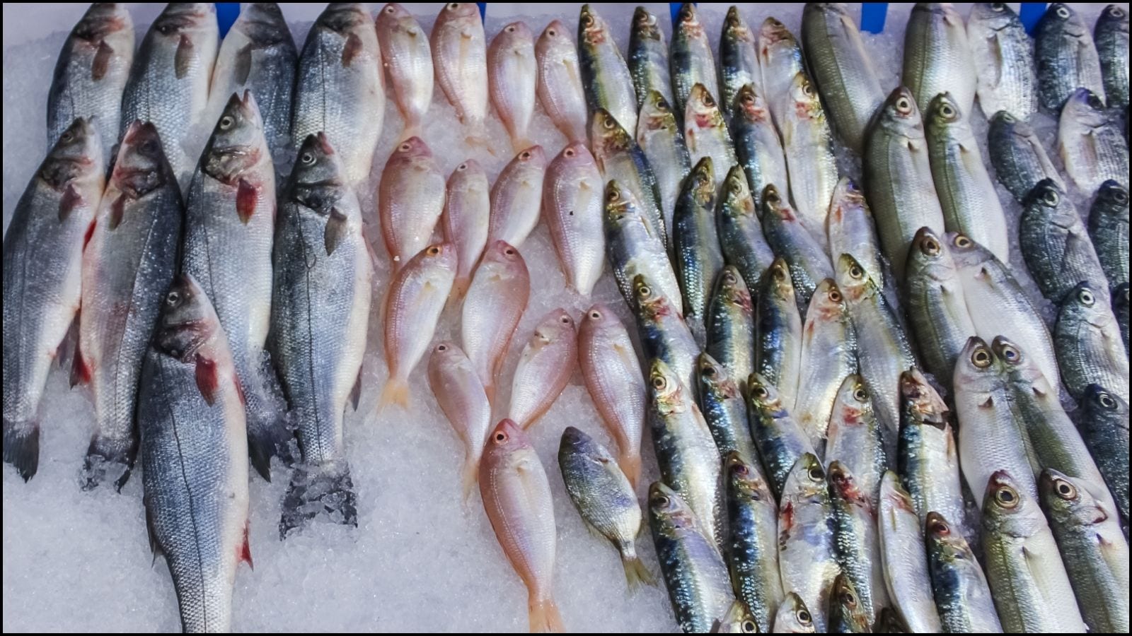 அடிக்கடி டென்ஷன் ஆகும் நபரா நீங்கள்? அப்போ இந்த மீன் சாப்பிடுங்க... ரிலாக்ஸ் ஆகிடலாம்! | லைப்ஸ்டைல் போட்டோகேலரி - News18 தமிழ்