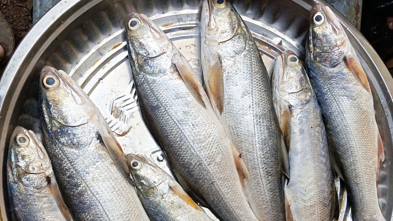 இந்த பிரச்சனையை வெச்சிக்கிட்டு மீன் சாப்பிடுறீங்களா..? இனியும் இந்த தப்ப பண்ணாதீங்க..! | லைப்ஸ்டைல் போட்டோகேலரி - News18 தமிழ்