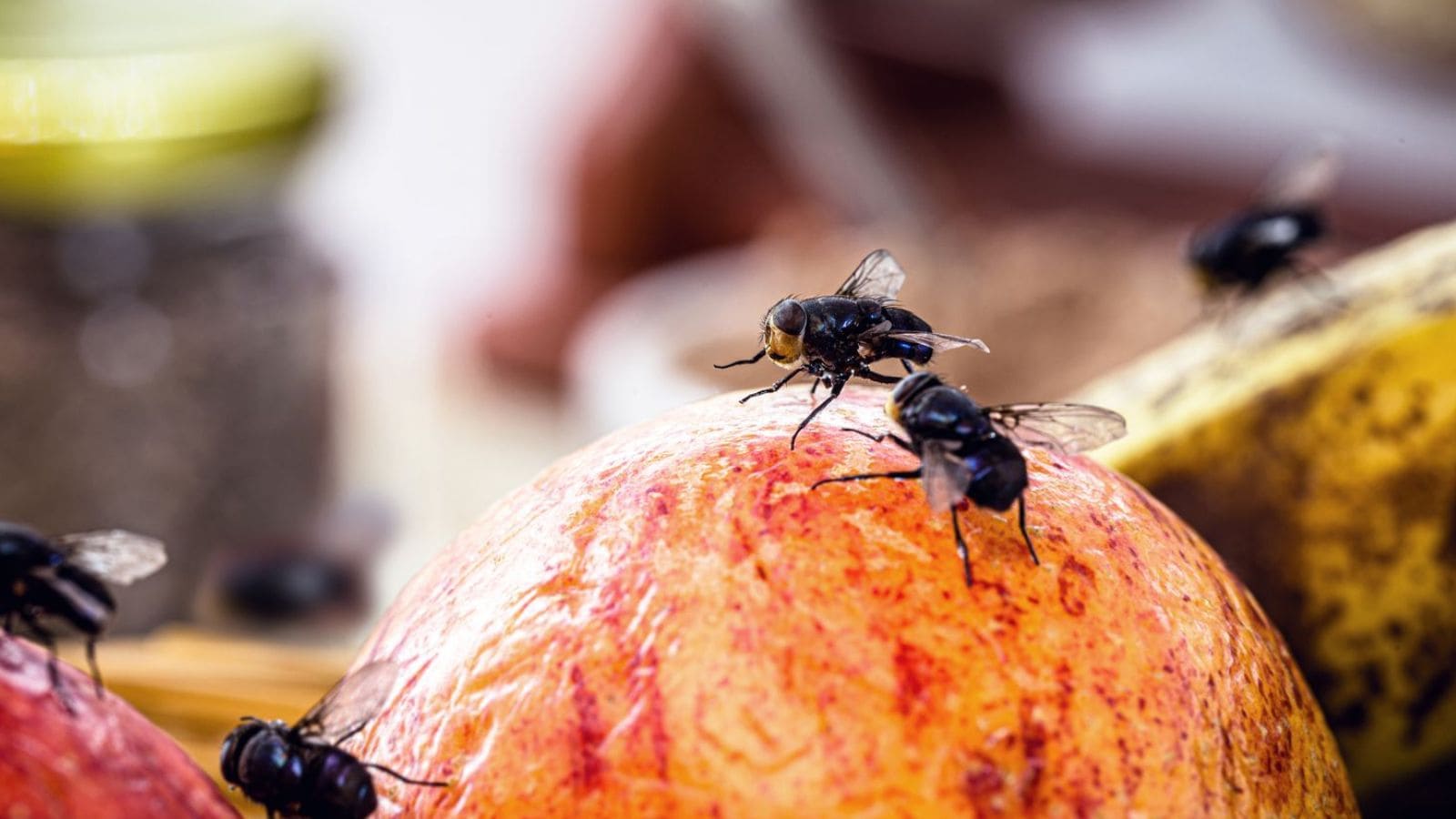 வீட்டில் ஈக்கள் வர தொடங்கிவிட்டதா..? உடனே இந்த டிப்ஸ் செஞ்சு பாருங்க.. ஒன்னு கூட இருக்காது..! | லைப்ஸ்டைல் போட்டோகேலரி - News18 தமிழ்