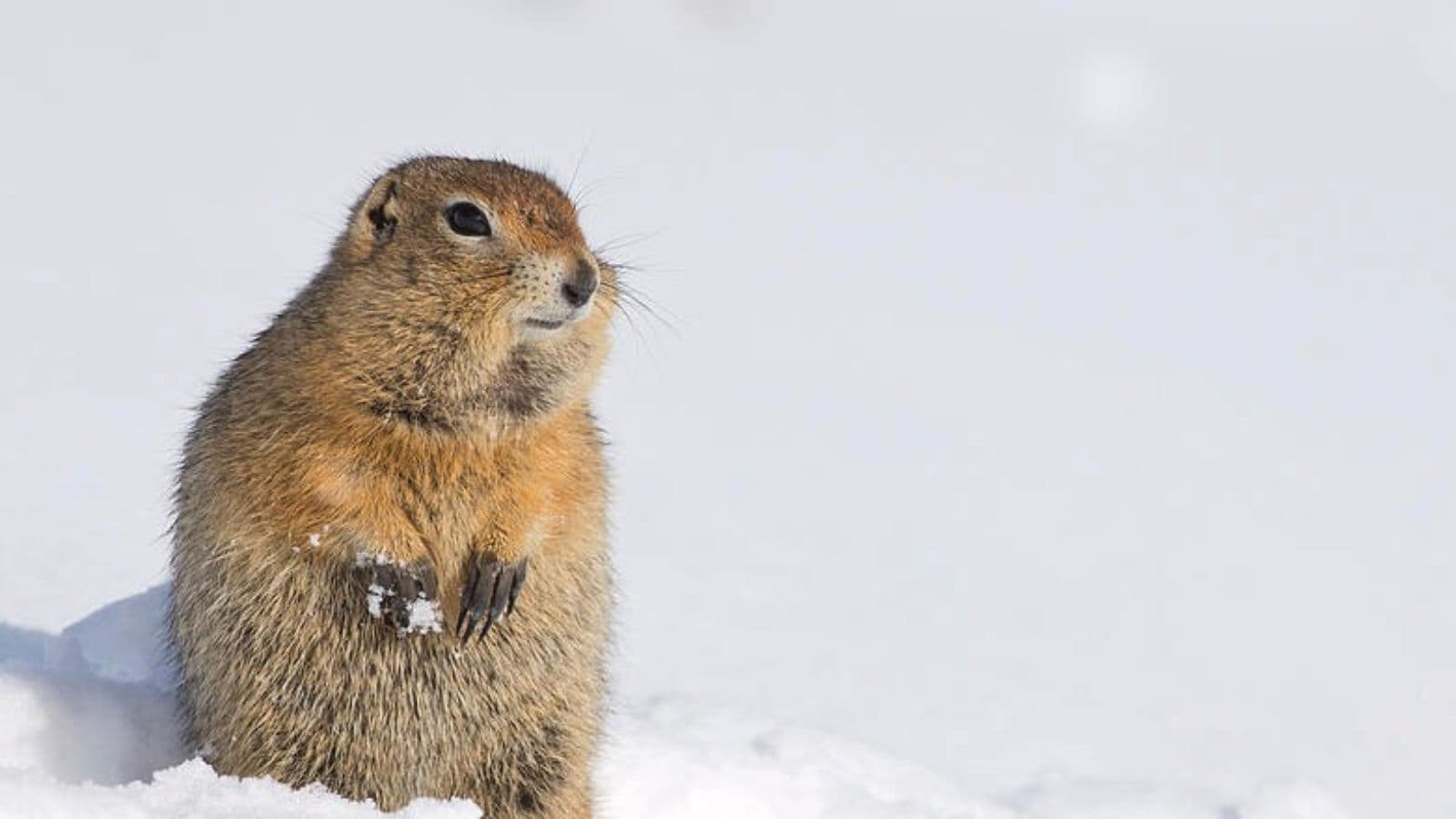 இயற்கையின் 'சூப்பர் பவர்': மைனஸ் டிகிரியிலும் உயிர்வாழும் ஆர்க்டிக் அணில்.. எப்படி தெரியுமா? | Trending Stories Photogallery (டிரெண்டிங் போட்டோகேலரி) - News18 தமிழ்