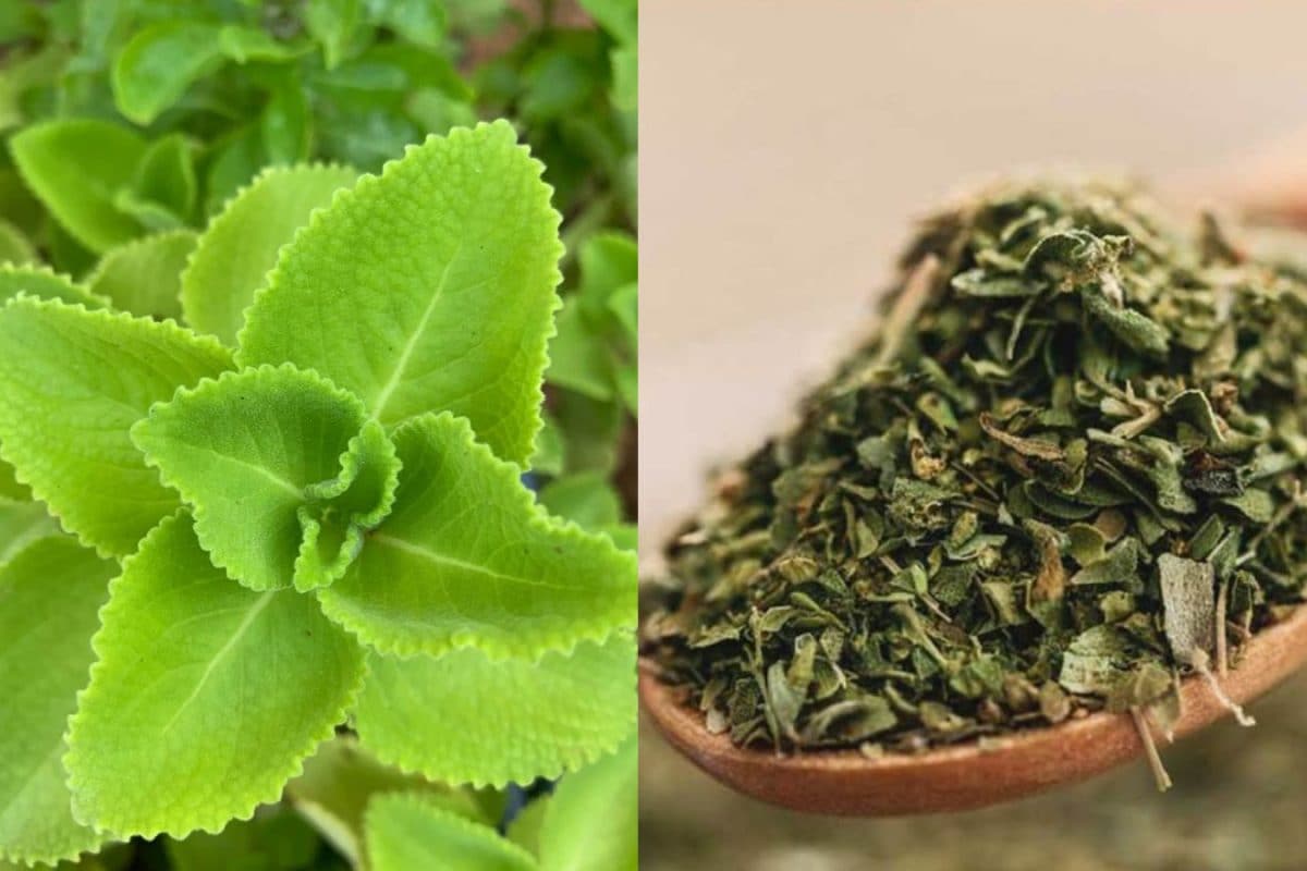 பீட்சாக்களில் தூவப்படும் ஆரிகானோ... கற்பூரவல்லி இலைகள் போதும்.. செய்ய 10 நிமிடங்கள் கூட ஆகாது..!