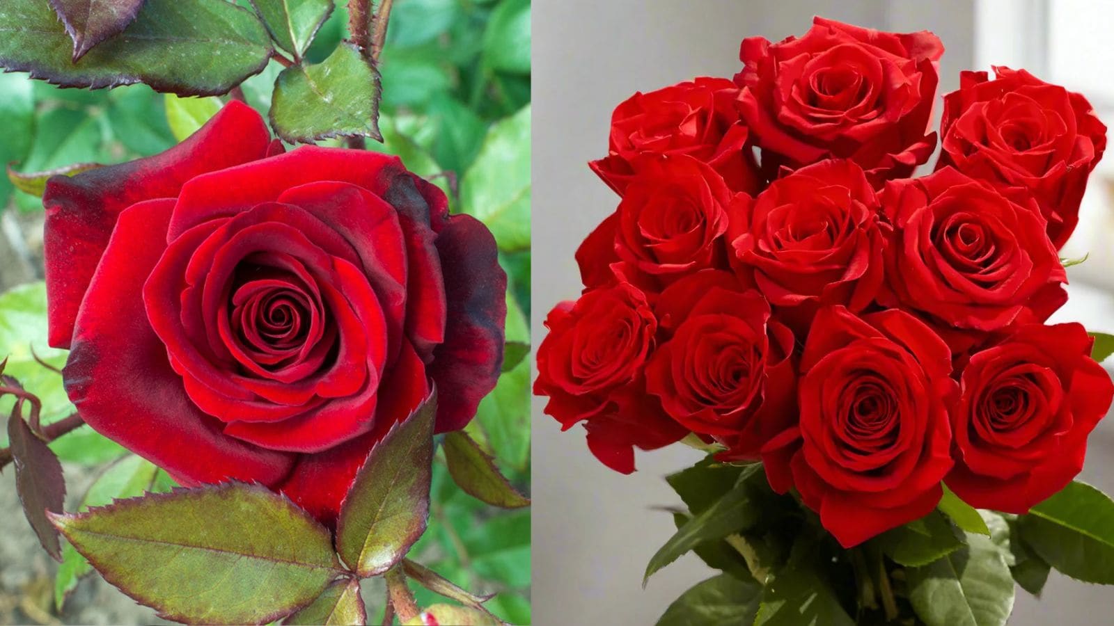 Valentine's Day 2026 : காதலர் தினத்தன்று ரோஜாக்கள் எங்கிருந்து வருகின்றன தெரியுமா..? | Relationship Stories Photogallery (உறவுமுறை போட்டோகேலரி) - News18 தமிழ்