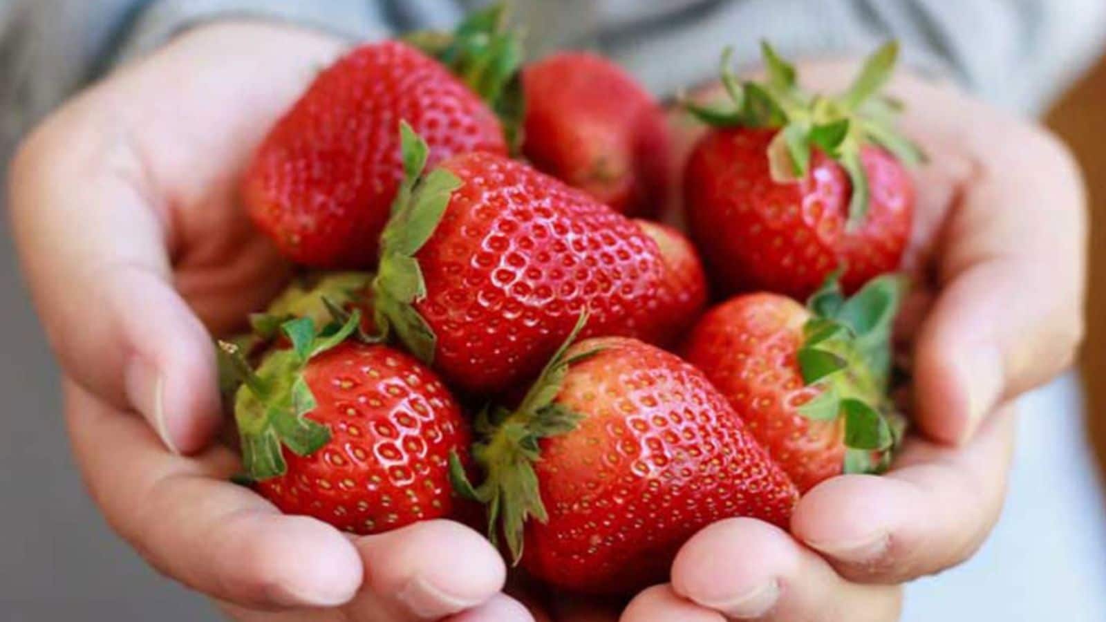 உங்கள் பழ வகைகளில் ஸ்ட்ராபெர்ரிகளையும் ஏன் சேர்க்க வேண்டும்..? நன்மைகளை தெரிஞ்சுக்கிட்டா விட மாட்டீங்க.! | லைப்ஸ்டைல் போட்டோகேலரி - News18 தமிழ்