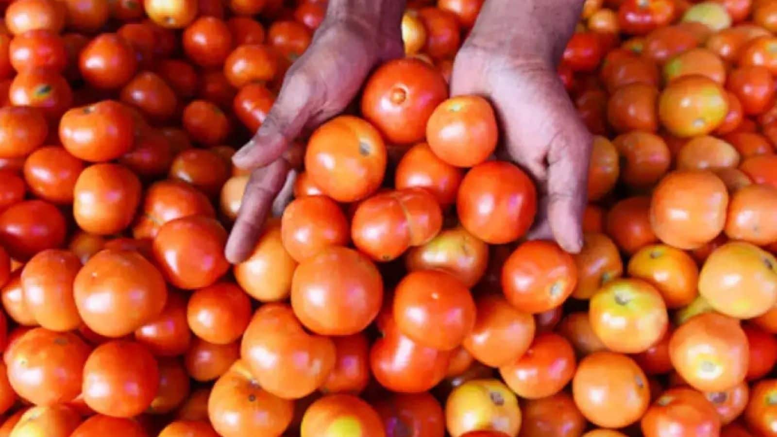 Tomato Price | ஒரு கிலோ 3 ரூபாய்க்கு விற்பனையாகும் தக்காளி.. எங்கு தெரியுமா? | வணிகம் போட்டோகேலரி - News18 தமிழ்