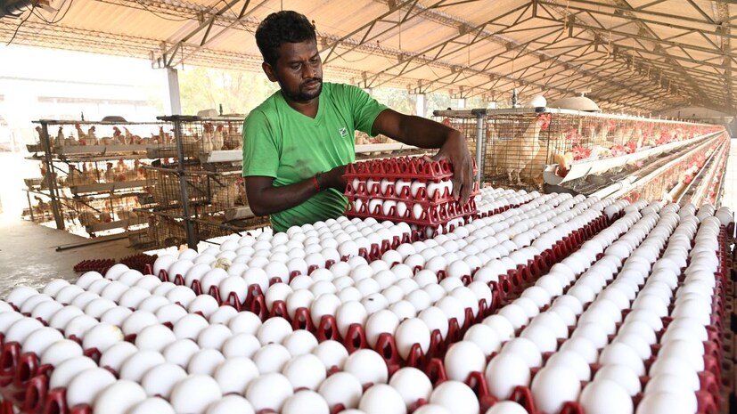 வெயிலின் தாக்கத்தால் உற்பத்தி குறைவு, கோழி தீவனம் விலை உயர்வு, சத்துணவு விநியோகம், வெளிநாடு ஏற்றுமதி உள்ளிட்ட காரணங்களால் ஒரு முட்டையின் கொள்முதல் விலை கடந்த 6 நாட்களில் 50 காசுகள் அதிகரித்து, 6 ரூபாய் 40 காசுகளாக நிர்ணயிக்கப்பட்டுள்ளது.