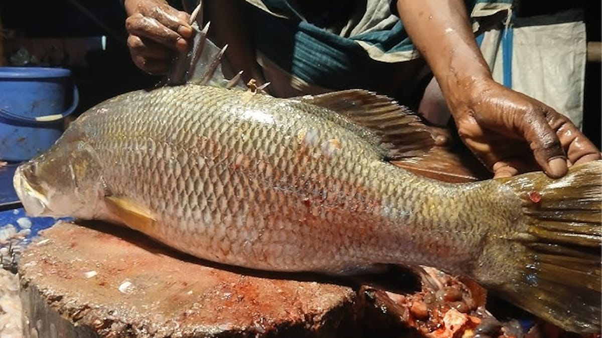 மீண்டும் அடித்தது ஜாக்பாட்.... பாம்பன் மீனவர்கள் வலையில் சிக்கிய கூறல் மீன்..!