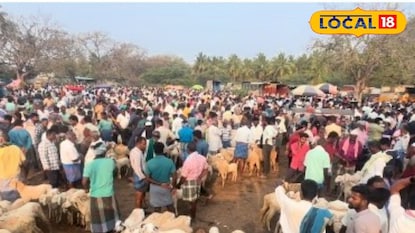 5000 ஆடுகளுக்கு மேல் தேக்கம் - குந்தாரப்பள்ளி ஆட்டு சந்தையில் சோகம் 5000 ஆடுகளுக்கு மேல் தேக்கம் - குந்தாரப்பள்ளி ஆட்டு சந்தையில் சோகம்