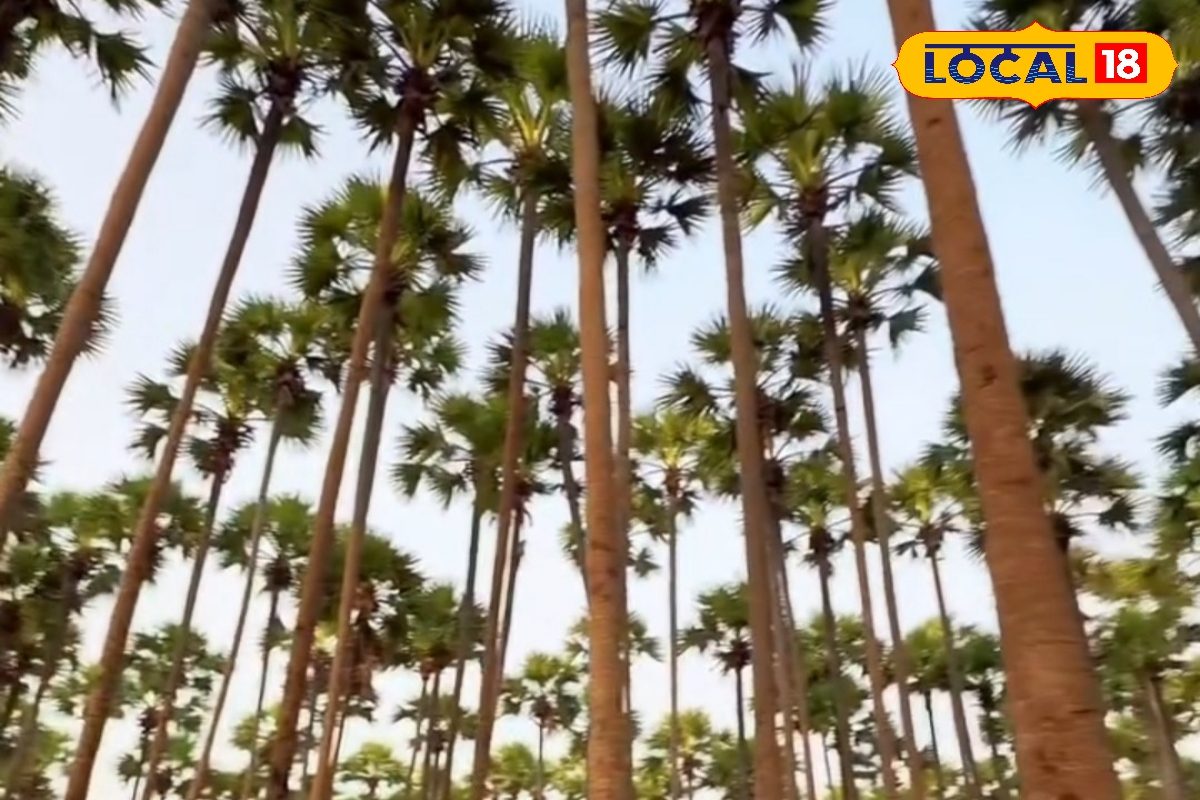 தமிழ் நிலத்தின் அடையாளமாக உள்ள பனை மரம்... முக்கியத்துவம் தெரியுமா ?