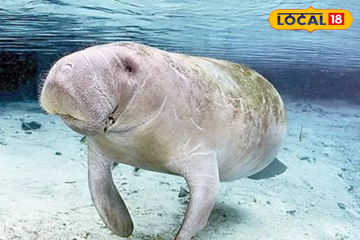 கடலில் வாழும் அதிசய பாலூட்டி விலங்கு கடல் பசு... சுவாரஸ்ய தகவல்கள் இதோ !