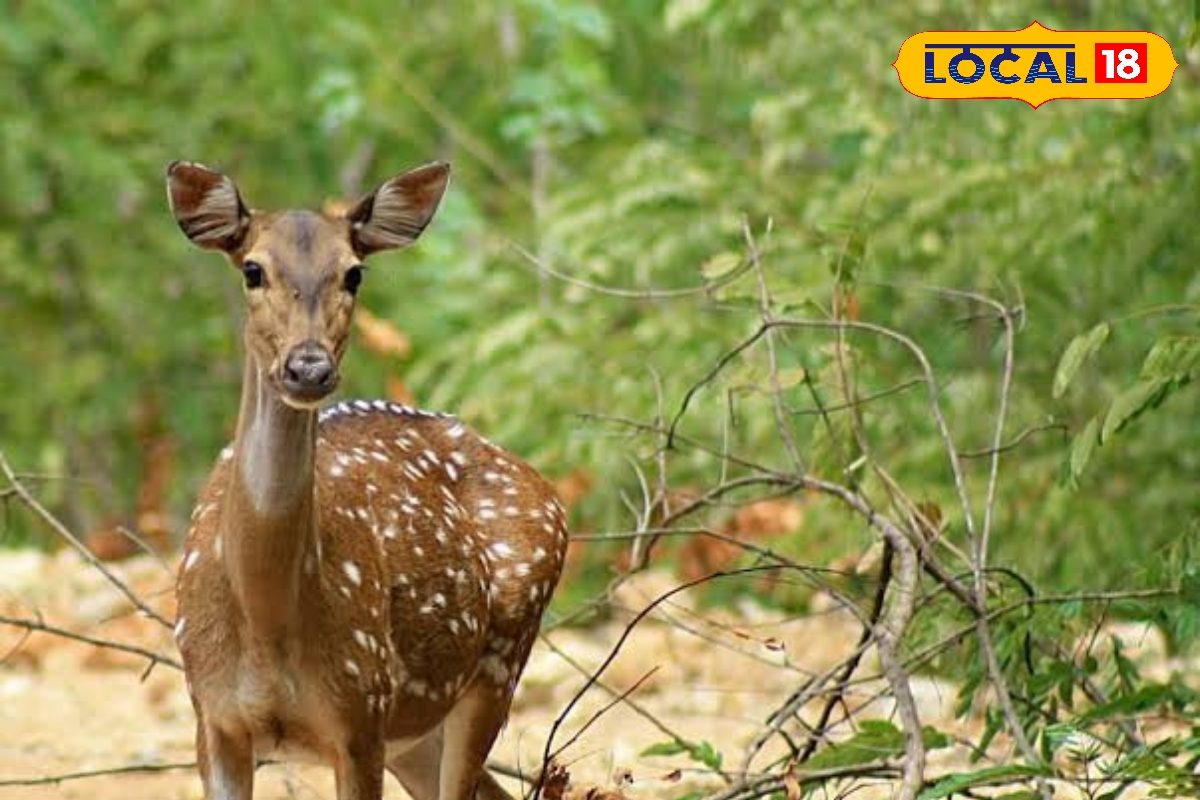 பறவைக் காய்ச்சல் முடிவு - கிண்டி சிறுவர் பூங்கா மீண்டும் திறப்பு...