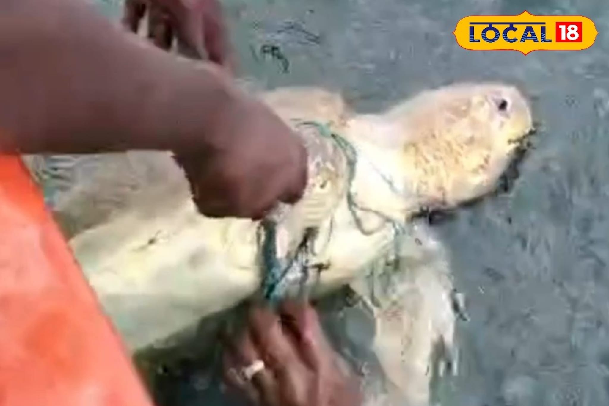 கழிவு வலையில் சிக்கி உயிருக்கு போராடிய ஆமை.. மீனவர்கள் செய்த நெகிழ்ச்சி செயல்..!